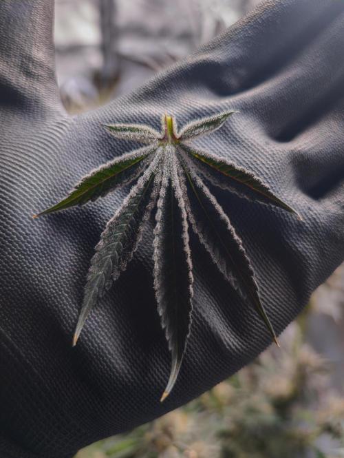 Trich beast clones experiment. Week 13