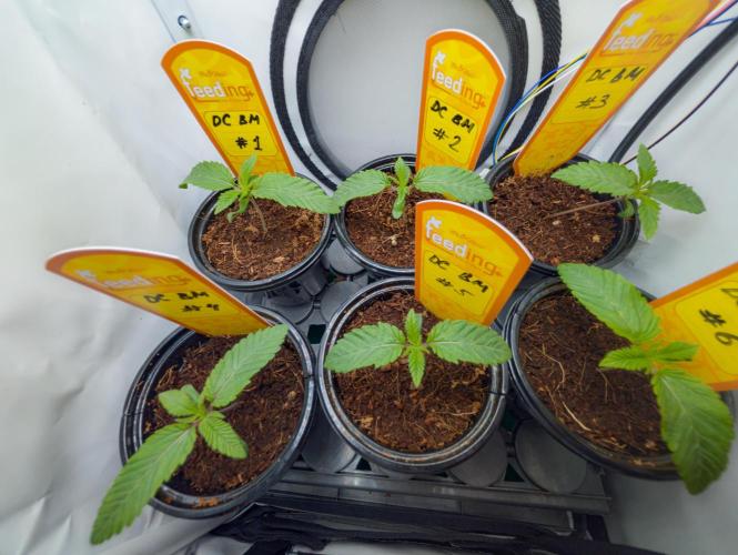 Doctor's Choice - Black mamba #42. Week 1