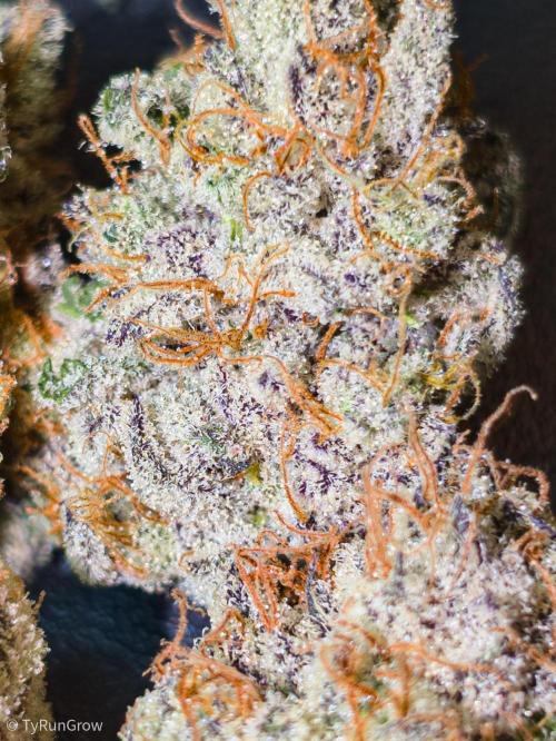 Trich beast clones experiment. Week 13
