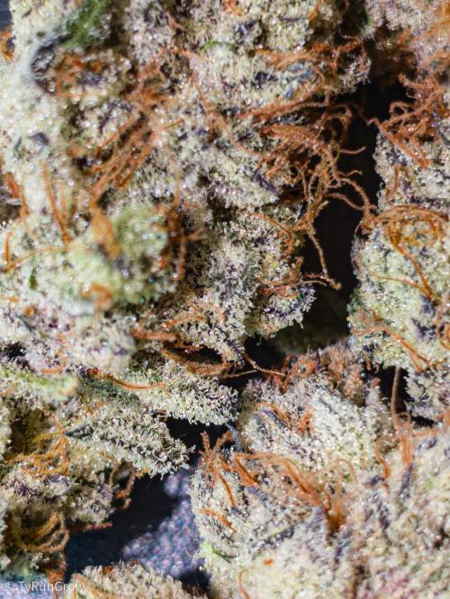 Trich beast clones experiment. Week 13
