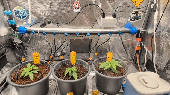 Doctor's Choice - Black mamba #42. Week 2