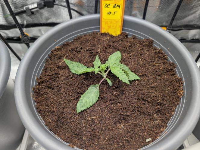 Doctor's Choice - Black mamba #42. Week 2
