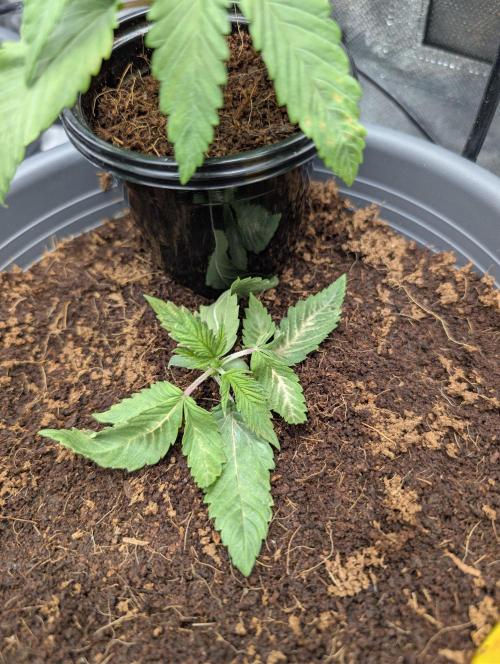 Doctor's Choice - Black mamba #42. Week 2