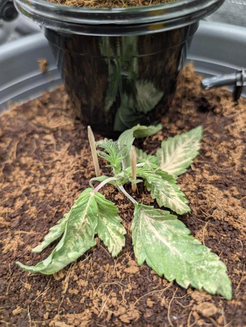 Doctor's Choice - Black mamba #42. Week 2
