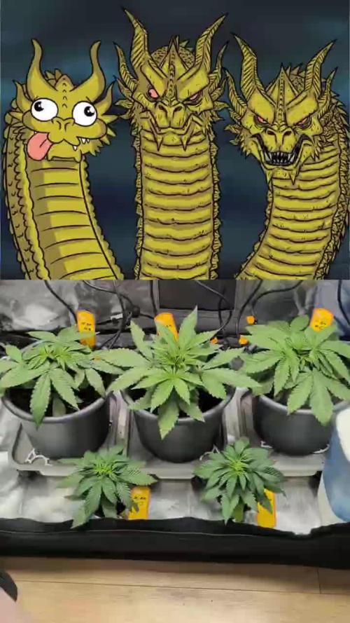 Doctor's Choice - Black mamba #42