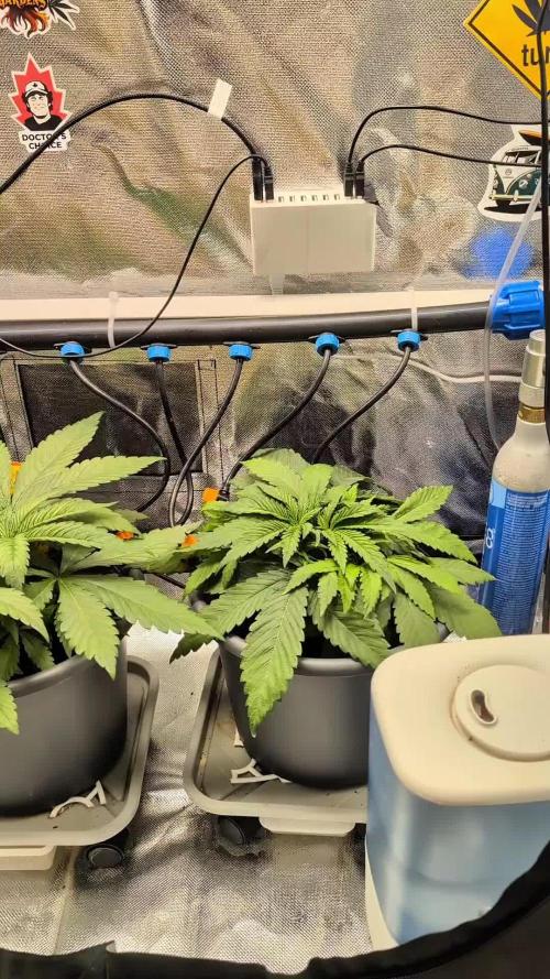 Doctor's Choice - Black mamba #42