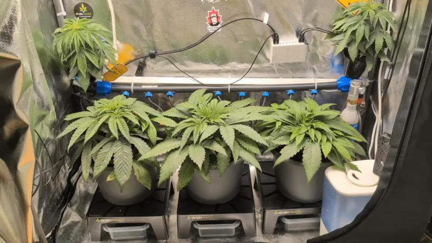 Doctor's Choice - Black mamba #42. Week 4