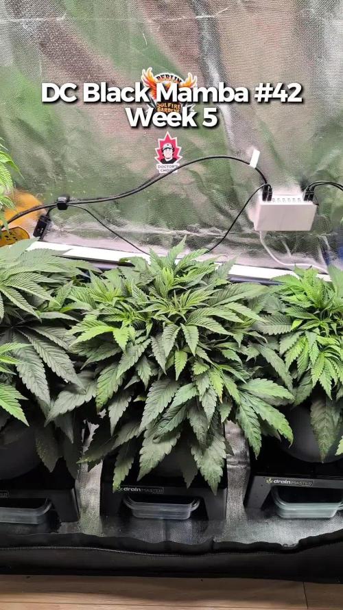 Doctor's Choice - Black mamba #42