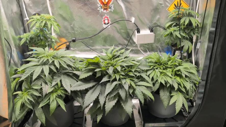 Doctor's Choice - Black mamba #42. Week 5