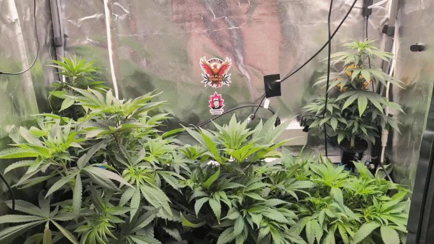 Doctor's Choice - Black mamba #42. Week 6