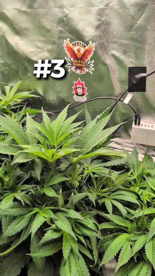 Doctor's Choice - Black mamba #42