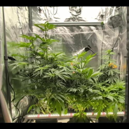 Doctor's Choice - Black mamba #42. Week 7