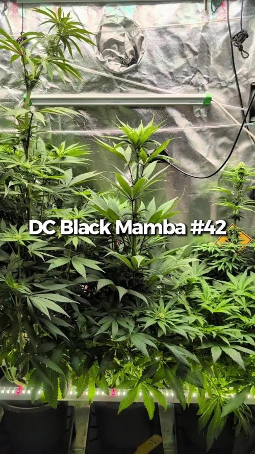 Doctor's Choice - Black mamba #42