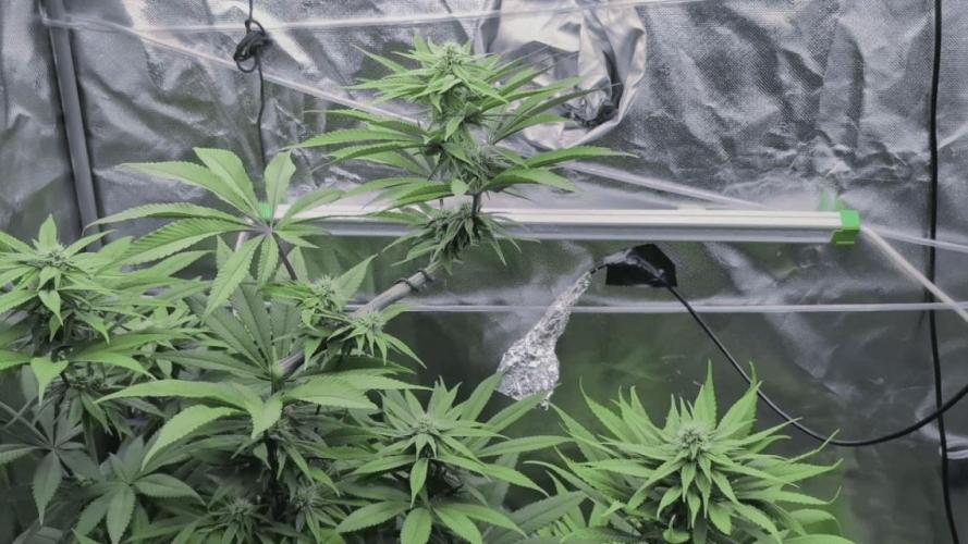 Doctor's Choice - Black mamba #42. Week 9