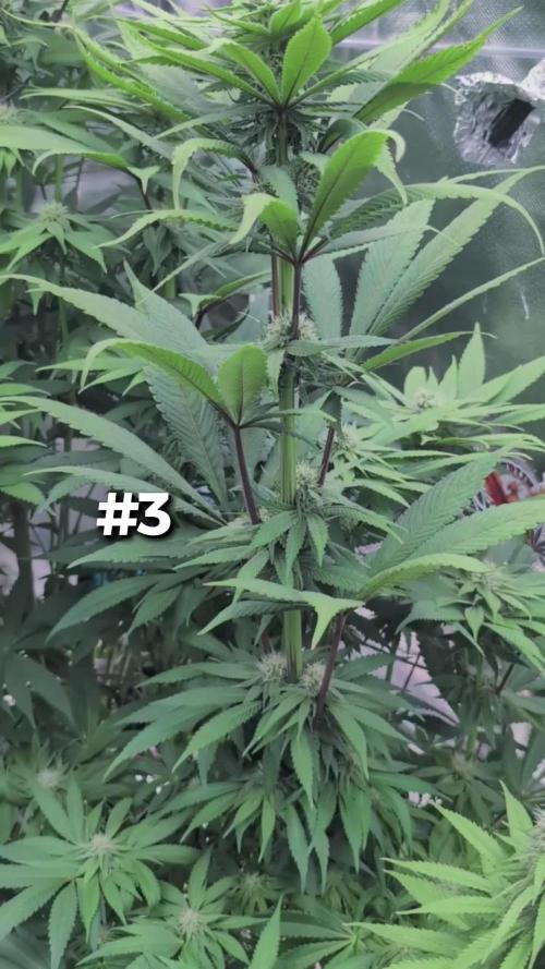 Doctor's Choice - Black mamba #42