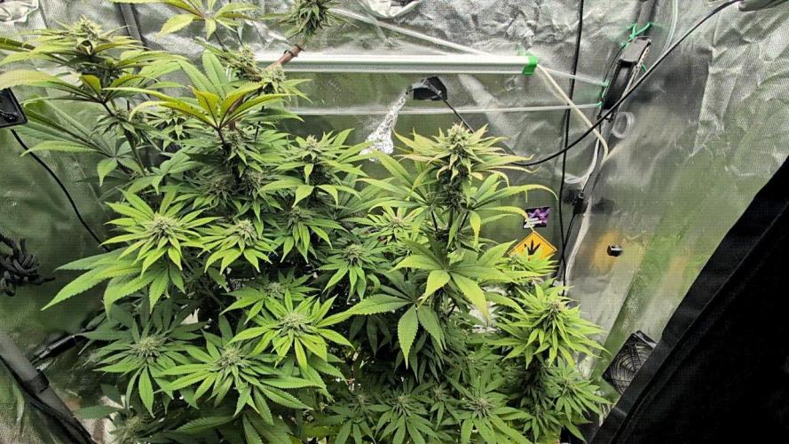 Doctor's Choice - Black mamba #42. Week 10