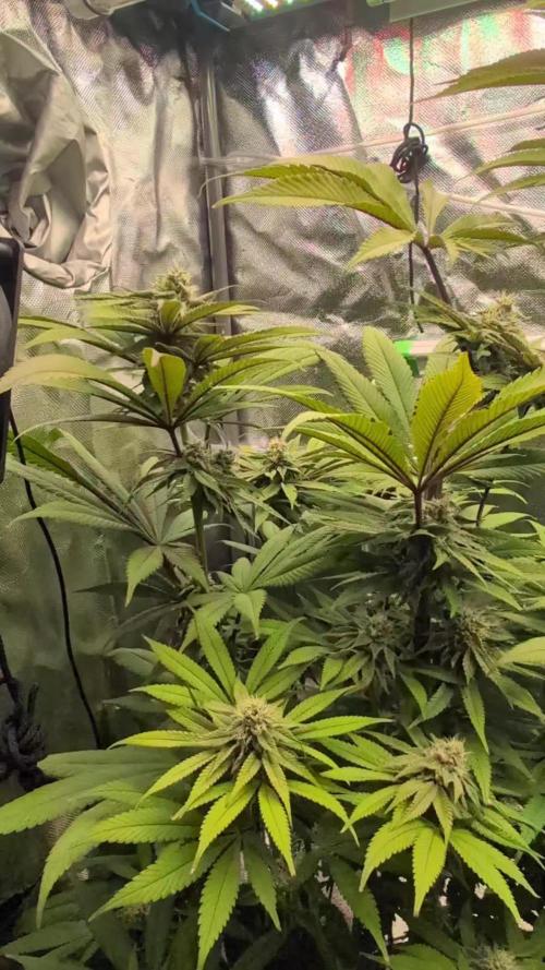 Doctor's Choice - Black mamba #42
