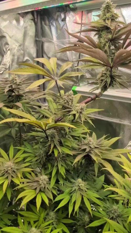 Doctor's Choice - Black mamba #42