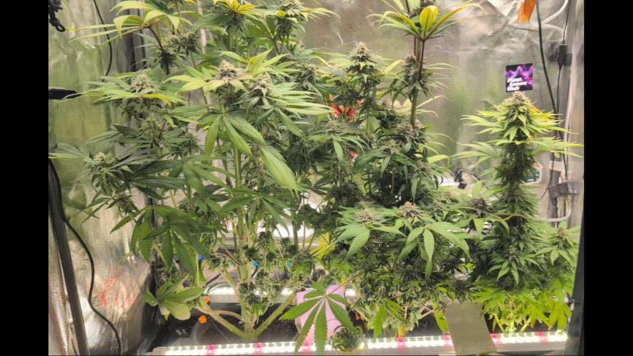 Doctor's Choice - Black mamba #42. Week 11