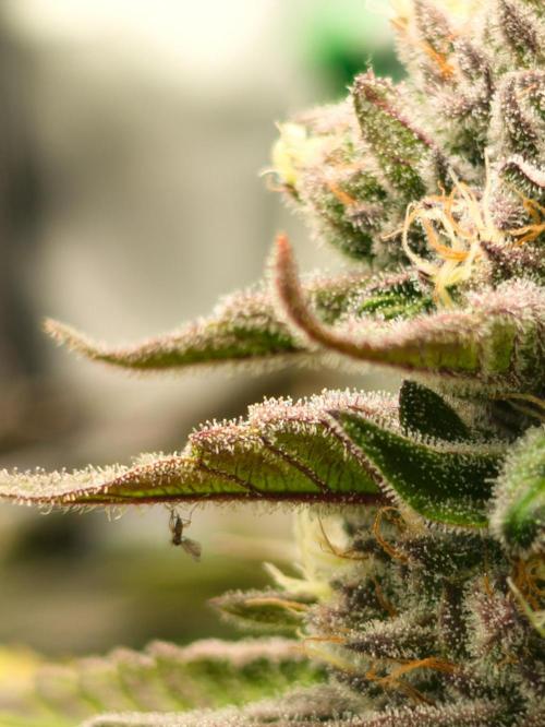 Doctor's Choice - Black mamba #42. Week 11