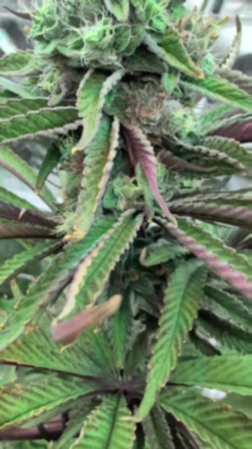 Doctor's Choice - Black mamba #42