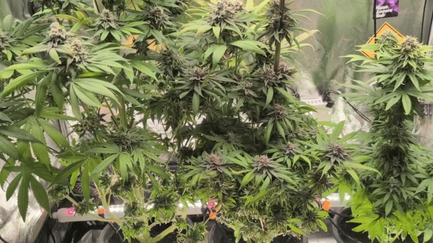 Doctor's Choice - Black mamba #42. Week 12