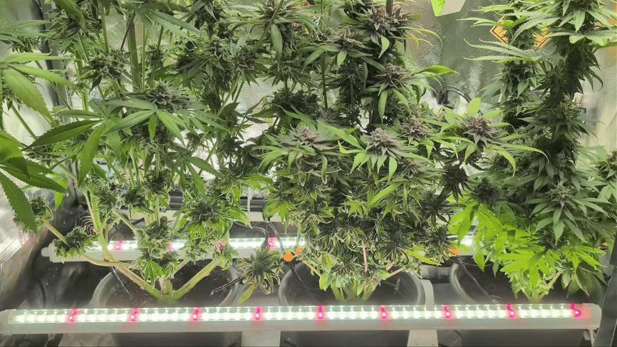 Doctor's Choice - Black mamba #42. Week 13