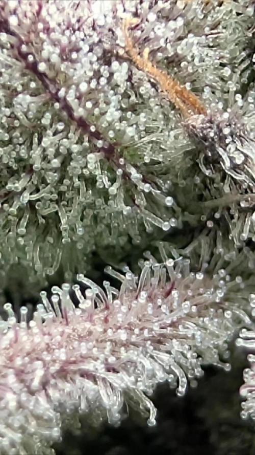Doctor's Choice - Black mamba #42