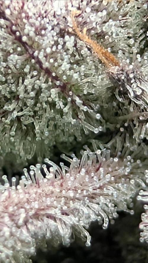 Doctor's Choice - Black mamba #42. Week 13