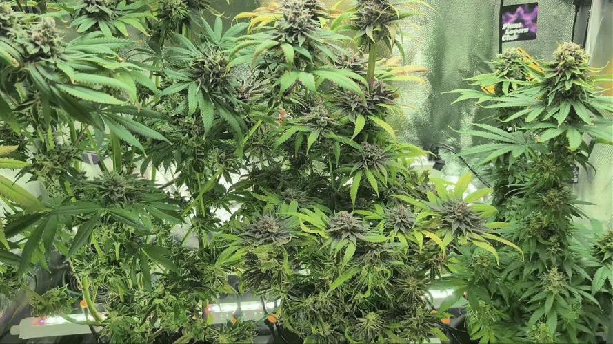 Doctor's Choice - Black mamba #42. Week 14
