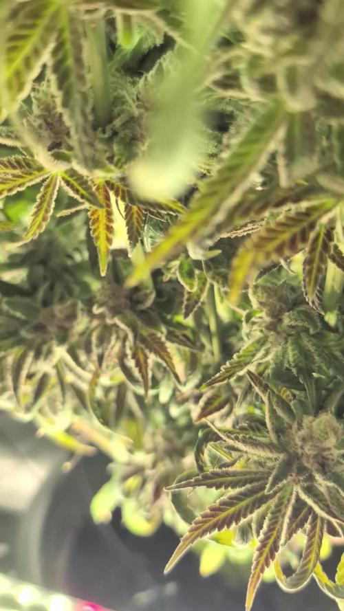 Doctor's Choice - Black mamba #42