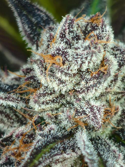 Doctor's Choice - Black mamba #42. Week 15