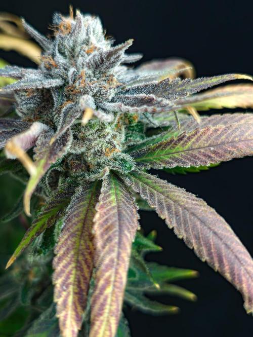 Doctor's Choice - Black mamba #42. Week 15