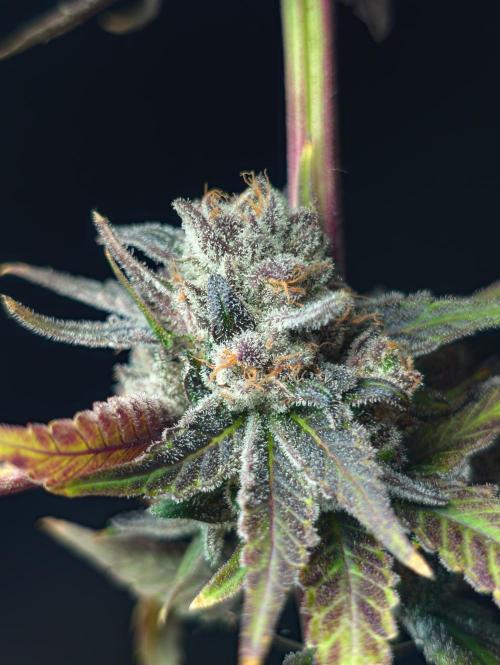 Doctor's Choice - Black mamba #42. Week 15