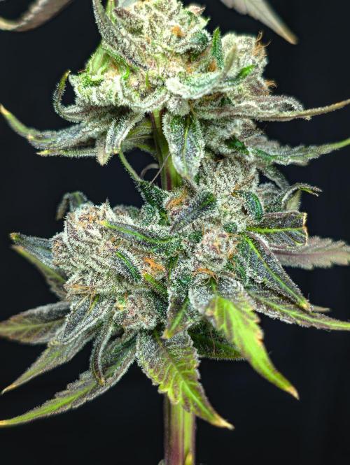 Doctor's Choice - Black mamba #42. Week 15