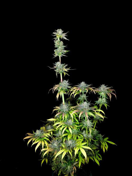 Doctor's Choice - Black mamba #42. Week 15