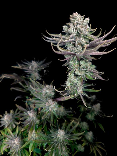 Doctor's Choice - Black mamba #42. Week 15