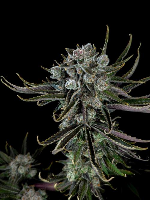 Doctor's Choice - Black mamba #42. Week 15