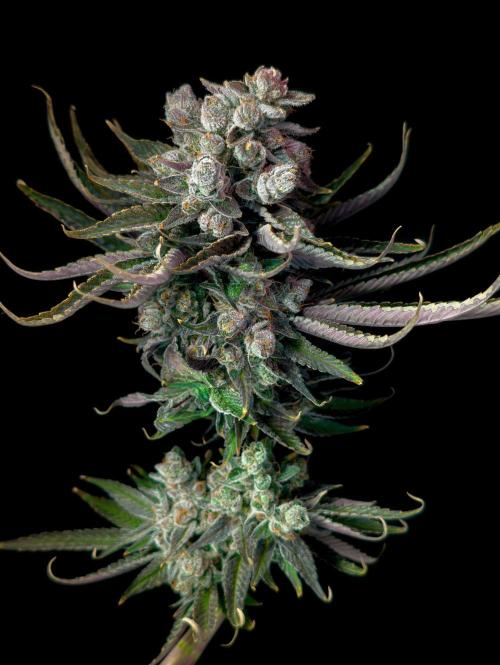 Doctor's Choice - Black mamba #42. Week 15