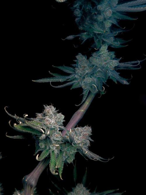 Doctor's Choice - Black mamba #42. Week 15