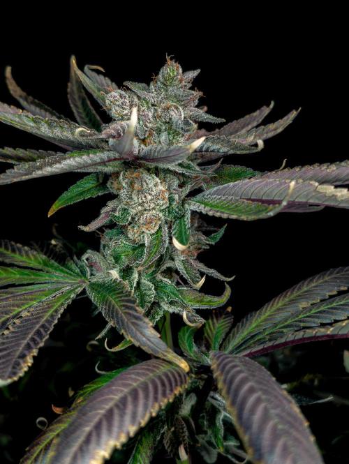 Doctor's Choice - Black mamba #42. Week 15