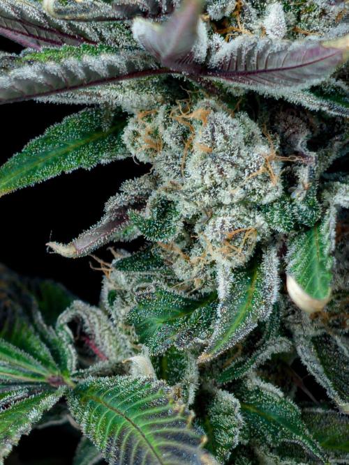 Doctor's Choice - Black mamba #42. Week 15