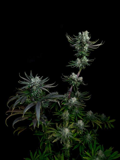 Doctor's Choice - Black mamba #42. Week 15