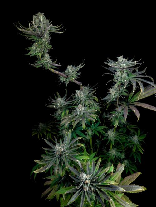 Doctor's Choice - Black mamba #42. Week 15
