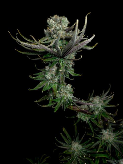 Doctor's Choice - Black mamba #42. Week 15