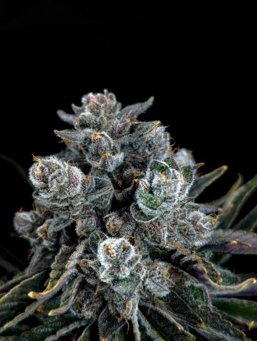 Doctor's Choice - Black mamba #42. Week 15