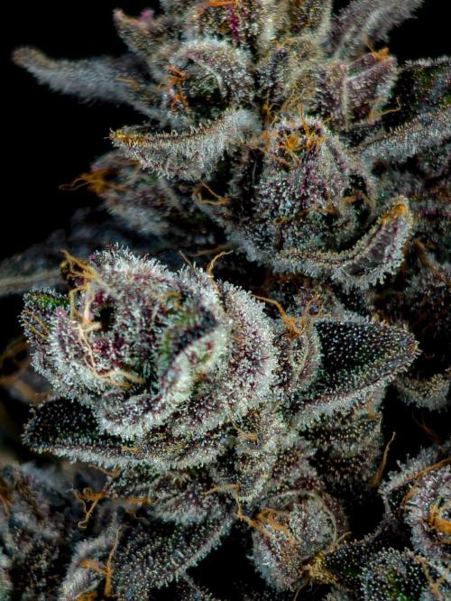 Doctor's Choice - Black mamba #42. Week 15