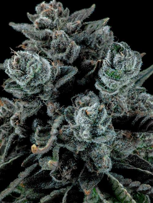 Doctor's Choice - Black mamba #42. Week 15
