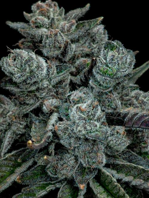 Doctor's Choice - Black mamba #42. Week 15
