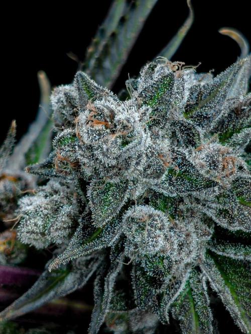 Doctor's Choice - Black mamba #42. Week 15